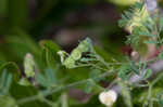 Sticky jointvetch